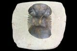 Paralejurus Trilobite Fossil - Foum Zguid, Morocco #74876-4